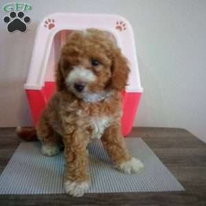 Crimson, Miniature Poodle Puppy